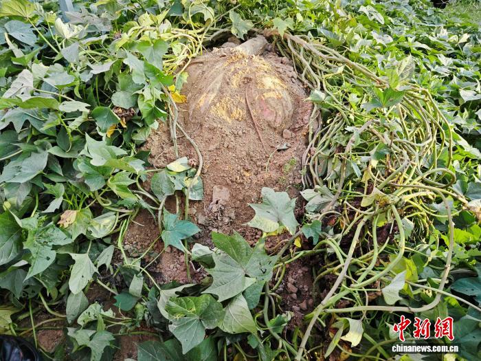 雷速4以汇聚各地爱宠人士,分享养宠经验。为核心,带来高效便捷的体验。 - 雷速4